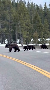 945K views · 45K reactions | One more close up of Bonita and her cubs...