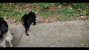 1.2K views · 14 reactions | Why is my German Shepherd talking? -...