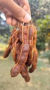 Tamarind #fruit #tamarind