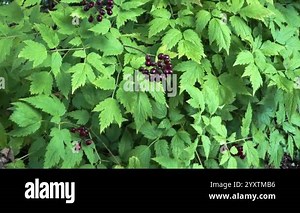Actaea rubra, the Red Baneberry or chinaberry, is a poisonous herbaceous flowering plant in the family Ranunculaceae, native to North America. This dangerous plant produces red berries in summer Stock Video Footage - Alamy