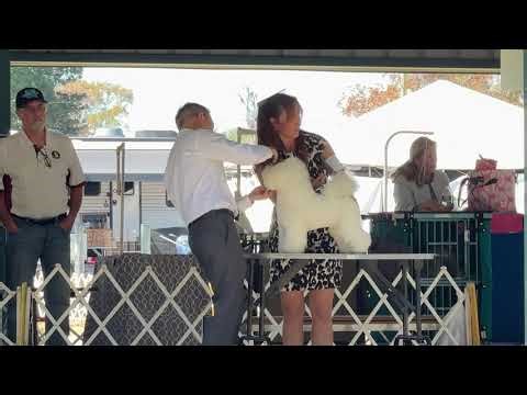 2025–11 22 Bichon Frise Breed Judging Day 2 Ft Lauderdale Dog Club—Ocala FL