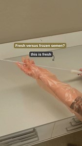 Which one should you choose and what are the pros and cons? Fresh semen: This semen often has the highest success rate as it is introduced into the mare immediately after the stallion's ejaculation. This is usually done at the stallion station. So, the mare needs to be taken there. Chilled semen: After collection, it's stored in a chilled state and can then be transported to the mare, eliminating the need to move the mare. With most stallions, we can order semen in the morning and receive it the