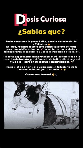 Esto pasó cuando lanzaron un gato al espacio #shorts #increíble