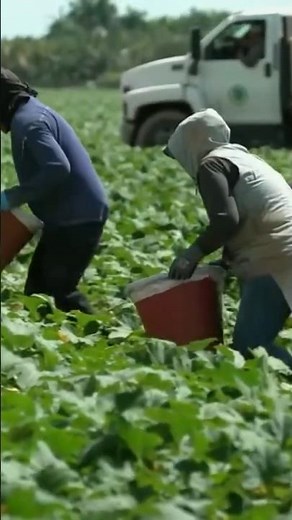 U.S. farmers concerned with immigration crackdown