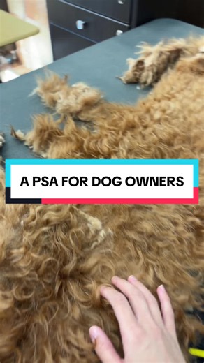 Matting in Goldendoodles: Why Your Dog Was Shaved