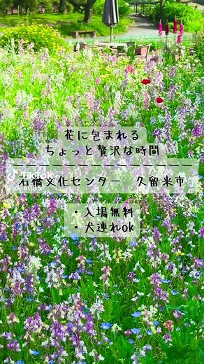 【石橋文化センター】福岡県久留米市 ※入場無料 ※犬連れOK 四季折々のお花が楽しめ、のんびり過ごす事ができます✨ 芝生もあるので、ご家族やお友達とピクニックで1日過ごすのもありですね✨ カフェもあったり、鯉に餌やり出来たり、子どもから大人までみんなで楽しめます✨ もうすぐバラ🌹のイベントも開催されるので楽しみ😊また行かなきゃ✨ #登山 #石橋文化センター #久留米市 #子連れお出かけ #犬連れ