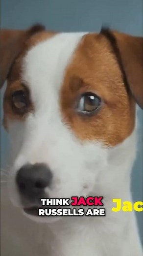 Jack Russell Terriers: More Than Just a Lap Dog!