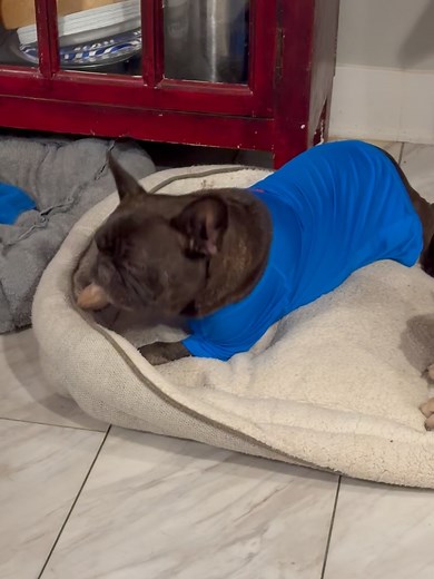 French Bulldog Rescue Network on Reels