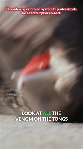 Massive cottonmouth strikes the camera! #watermoccasin #cottonmouth #snakes #coyotepeterson | Coyote Peterson