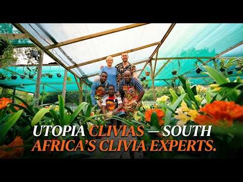 Utopia Clivias South Africa's Clivia Experts