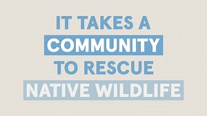 Help Save Aussie wildlife This summer 🐨 It takes a community to rescue native animals, but it starts with you. Your calls to WIRES’ 24/7 Rescue Hotline send our volunteers and wildlife ambulances into action, responding to wildlife emergencies. WIRES carers work tirelessly to rehabilitate injured animals, collaborating with vets and wildlife experts to provide the best care possible. Our community of wildlife rescuers give distressed aussie animals a second chance, but it starts with you. Your 