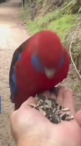 2.4K reactions · 130 shares | Join our community of nature lovers! 列 Enjoy tips on bringing gorgeous Australian wild birds to your backyard!  Like our official Harmony Wild Bird Facebook page! | Harmony Wild Bird | Facebook