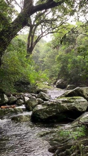 Flowing Water & Birds Singing | Peaceful Nature Sounds for Relaxation