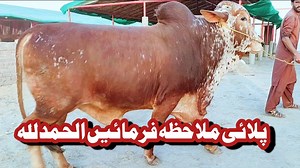 Cattle Care Farm on Reels