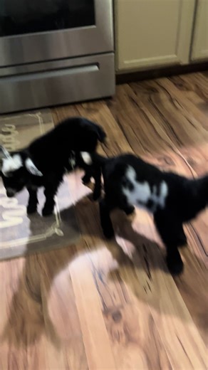 Joyce and Johnson (@joycekelleyjohnson)’s videos with Hillbilly Wobble Rap - Jeff Suits