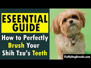 Shih Tzu Teeth Brushing: An Essential Guide to Keeping Your Shih Tzu's Teeth Healthy