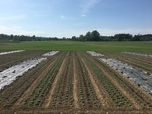 Tarping - Cornell Small Farms