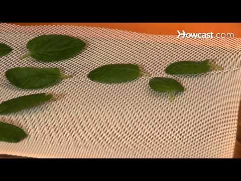 How to Store Mint Leaves for the Winter