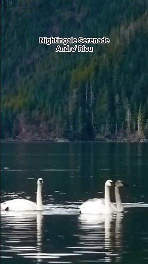 Andre' Rieu(앙드레 류) Nightingale Serenade (Toselli Serenade)