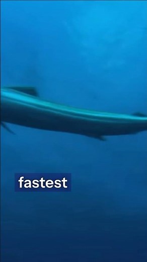 The Fastest Fish on Earth ⚡🐟