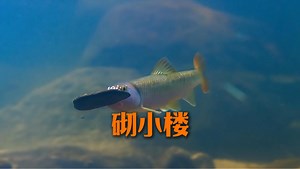 小鱼用7000个石头盖房子