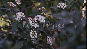 Daisy flowers rise from bulb into full bloom white petals as sun rises time lapse