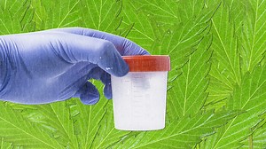 Everything You Need to Know About Weed Drug Tests at Work