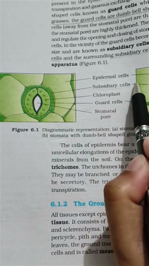 Structure of stomata