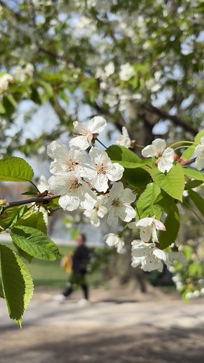 40K views · 92 reactions | And just like that… it’s spring in Canada!  Where’s your favourite destination to see the season bloom?  #Spring #Canada #WestJet | WestJet | Facebook