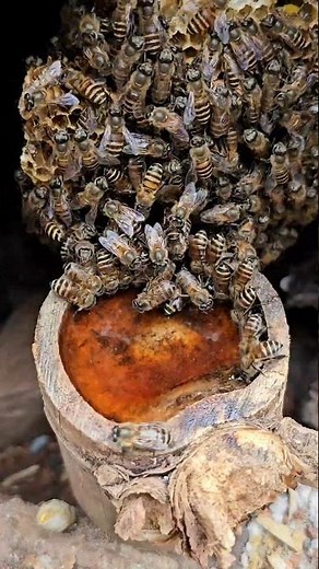 Harsh Winter, Scarce Food - How Honey Bee Colonies Survive