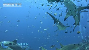 This underwater review of the GoPro Hero 13 is everything you need to know about shooting with the camera underwater. We tested the Hero 13 in the tropical waters of Fiji - full of sharks and colorful reefs. Take a look at our sample underwater video and thoughts on the camera and top underwater accessories. Support our content and get your camera from Bluewater Photo! Reach out to sales@bluewaterphotostore.com if you need help putting together a setup. And finally, if you want to come to Fiji -