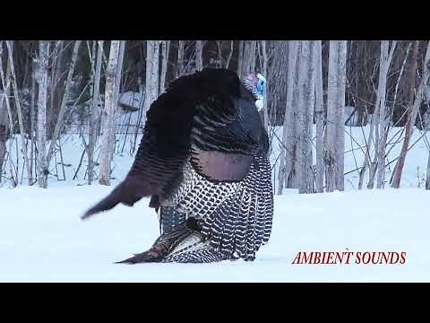 Turkey mating ritual dance mates nature natural wilderness wildlife woods forest Wisconsin Birds