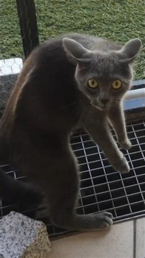 FUNNY CATS v6 😂 Funny Cat Videos #cats #funny #memes #funnycats #shorts