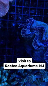 First stop on the tour en route to Reef-A-Palooza New York was Reefco Aquariums and it was amazing! Clean tanks, friendly faces, and a heck of a coral farm, we love to see it. Is this your LFS, we're jealous!? #CoralVue #ReefCo #ReefTank #FishTank #Aquarium #CoralReef #Coral #FishStore #LocalFishStore #ReefOctopus #Kamoer #CoralVueHYDROS | CoralVue | Facebook