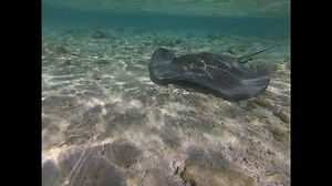And Now Your Moment of Zen... A stingray makes it way through the Rose Atoll Marine National Monument in American Samoa, almost 900 miles south of the equator. Video: USFWS | Center for Biological Diversity