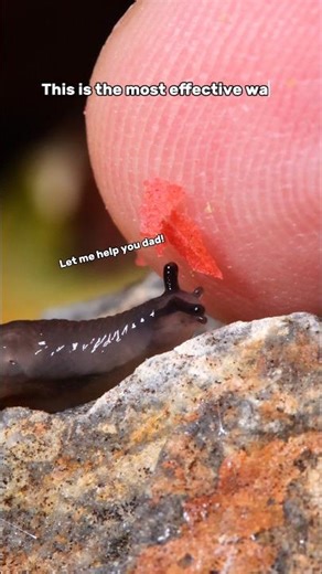 Cute little slug eating from my finger
