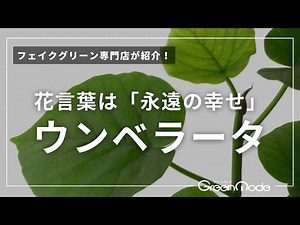 観葉植物 ウンベラータ｜「永遠の幸せ」が花言葉のウンベラータ