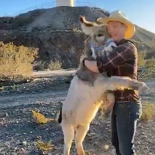 Walter the Donkey is a bada**. To see more: Walter the orphan from Oatman’s happy new life | cheddar news