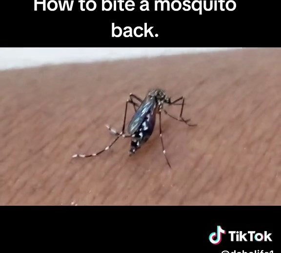 How to bite a mosquito back.
