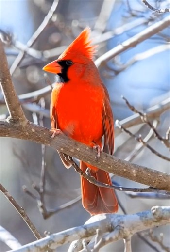 Cardinal Bird… the red heartbeat of nature.🥰 #CardinalLovers #CardinalStory #Cardinals #CardinalBird #RedCardinal #CardinalLove #CardinalVibes #CardinalBeauty #CardinalMoment #CardinalSpirit | Cardinal Bird Community