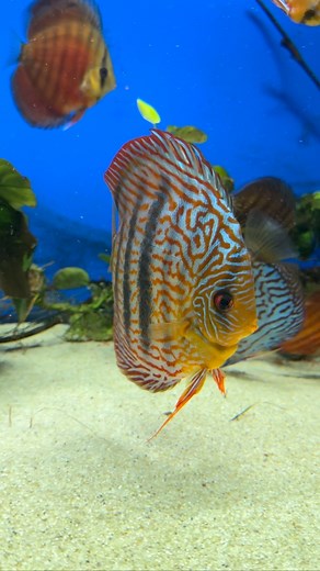They totally know the camera is on 🎥… and they’re still out here vacuuming the sand like tiny underwater roombas 🐟✨ My kind of post-work therapy. #aquarium #aquascape #aquascaping #fishtank #fishkeeping #aquariumhobby #aquariumlife #aquaticlife #tropicalfish #freshwaterfish #rasbora #harlequinrasbora #aquariumlover #fishlover #plantedtank #natureaquarium #aquariumsofinstagram #fishofinstagram #instafish #relaxingvideos #satisfyingvideos #petsofinstagram #aquariumaddict #aquariumcommunity #fish