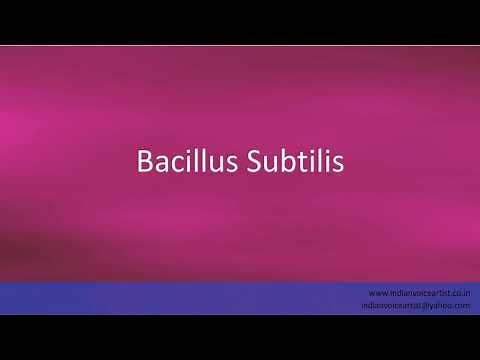Pronunciation of the word(s) "Bacillus Subtilis".