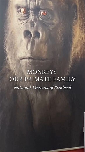 The Monkeys: Our Primate Family exhibition National Museums Scotland brings you closer to our endangered primate relatives through: * Fascinating habitat explorations * Interactive displays for fun family learning * Over 50 taxidermy specimens of monkeys, apes, lemurs and lorises. * Urgent conservation stories. Discover how we can protect these incredible creatures before it is too late. | Visit Edinburgh