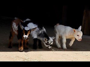 16 Baby Goats Explore the Farm