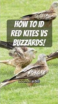 How to ID Red Kites vs Buzzards. #birdsofprey #birding #birdfacts