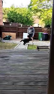 4.5K views · 242 reactions | Archie seems to have settled in his new home, is certainly having fun with his new owner. He is not the easiest dog and it will take time but he's off to a good start by the look of it. Well done Archie & family. | Hilbrae Pets Hotel and Stray Kennels | Facebook