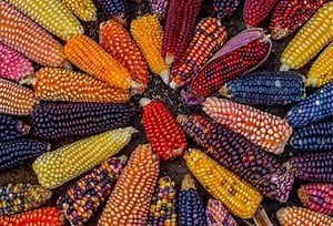 Día Nacional del Maíz: conoce por qué Perú es cuna de este superalimento y sus variedades