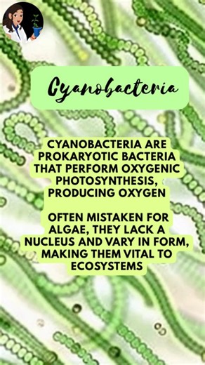 Rooted Science🍀 on Instagram: "Cyanobacteria: The ones that created Earth’s Atmosphere Long before the rise of plants, cyanobacteria mastered the art of oxygenic photosynthesis, transforming early Earth from a reducing to an oxidizing environment. This monumental shift, known as the Great Oxidation Event (~2.4 billion years ago), enabled the evolution of aerobic life and fundamentally reshaped our planet’s biosphere. 🌍✨ Today, these remarkable prokaryotes remain vital to global biogeochemical 