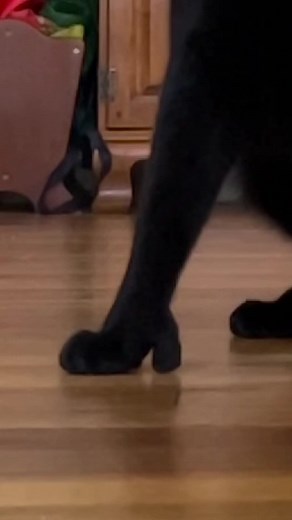 permanent kitten heels 👠👢#polydactyl #cat