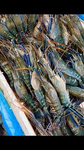 5.4K views · 44 reactions | River Shrimp Fish. | River Fishing BD | Facebook